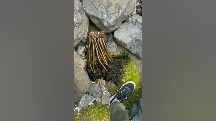 Goose-Neck Barnacle Rescue! #shorts