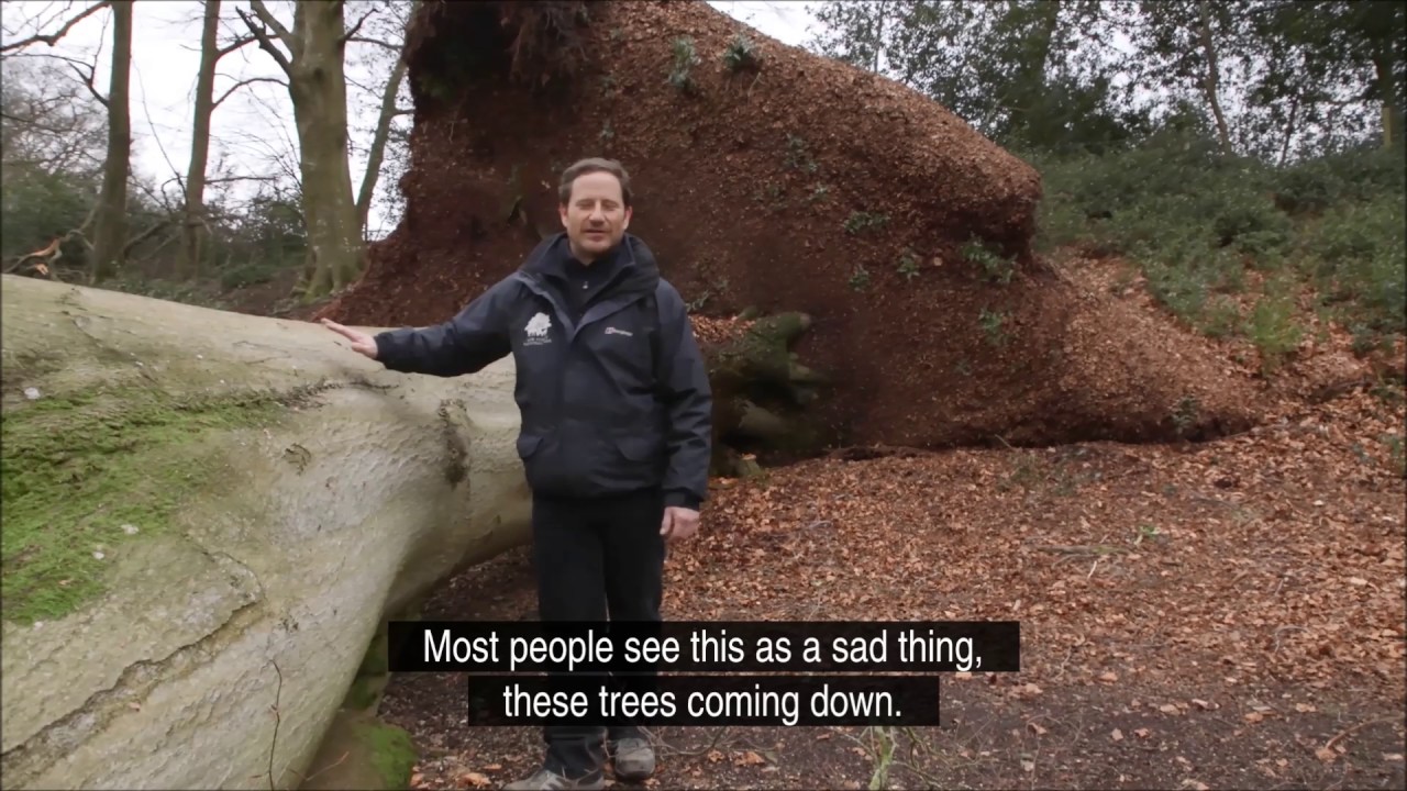 Fallen beech tree - home for wildlife news