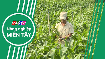 Chuyển đổi cơ cấu cây trồng thích ứng với biến đổi khí hậu | Nông nghiệp Miền Tây