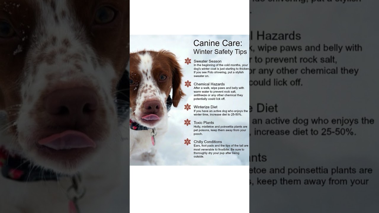 [Winter Pawsperity: 🐾 Ultimate Canine Care Hacks! ❄️ 