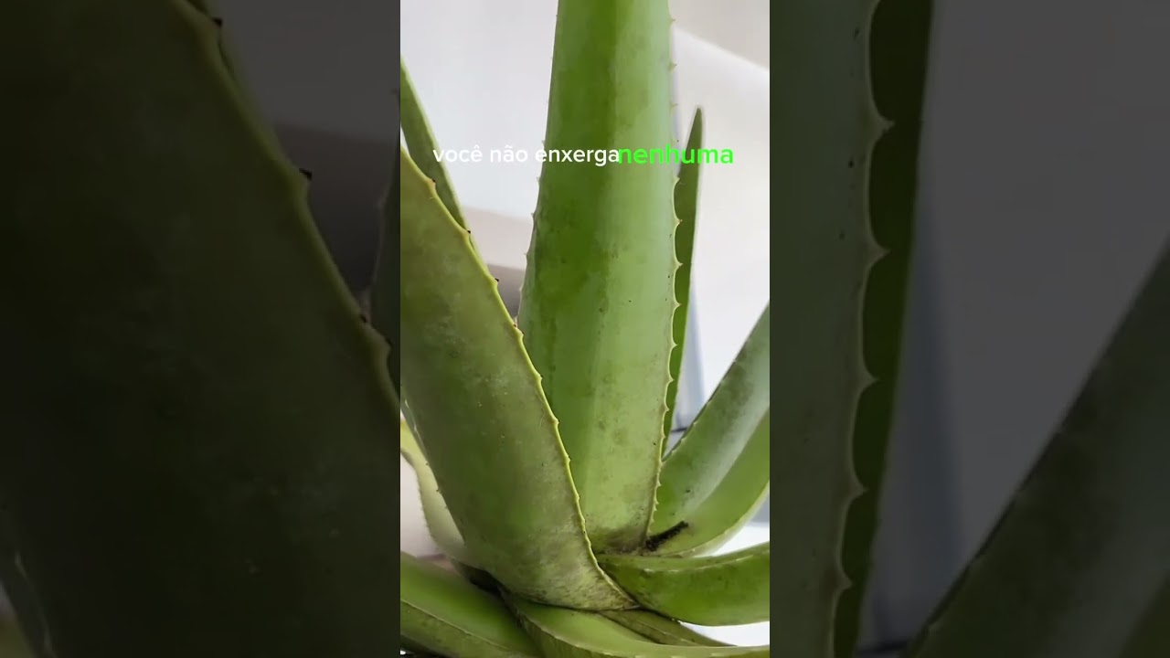 Você sabia? A Babosa Aloe vera tem diferenças entre a planta adulta e a planta jovem (muda)!