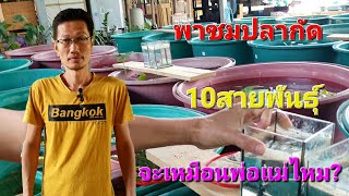 พาชมปลากัด10สายพันธุ์จะเหมือนพ่อแม่ไหม?