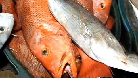 ice for fish use only