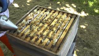 Keeping Honey Bees - The Honey Harvest 1 - Setting up The Hive