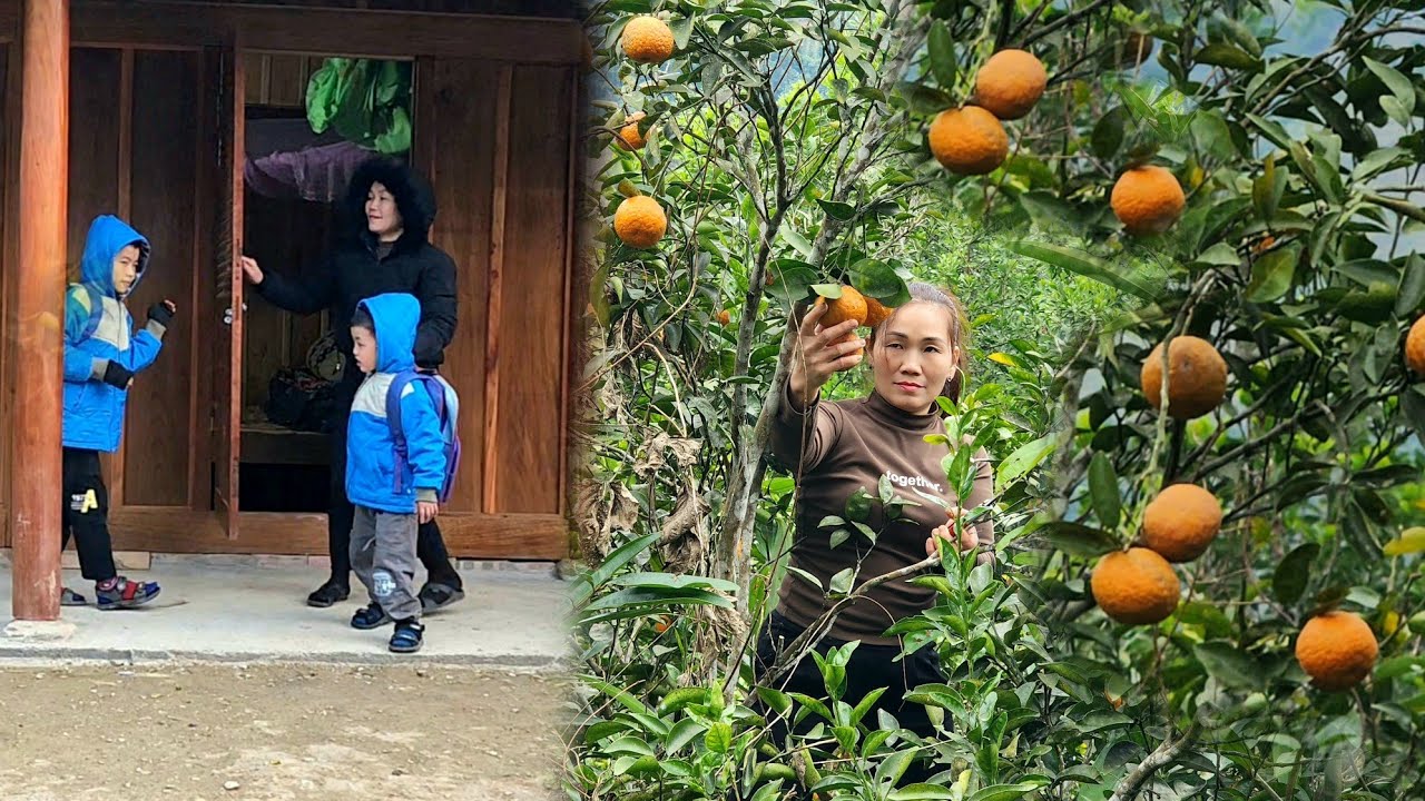 Single Mother Picks Oranges To Sell At Market To Buy Household Items Single Mother Picks Oranges To Sell At Market To Buy Household Items