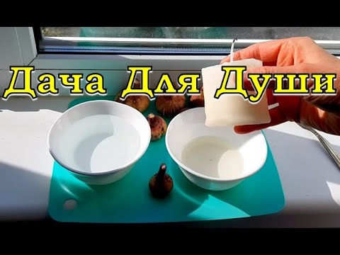 КАК сохранить луковицы ГЛАДИОЛУСОВ зимой? 100 способы