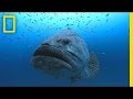 Photographer Swims With Huge Goliath Groupers | National Geographic