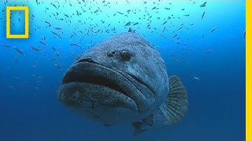 Photographer Swims With Huge Goliath Groupers | National Geographic