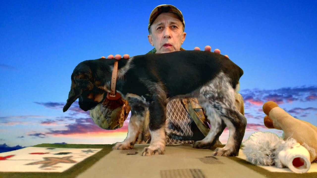 РУССКИЙ ОХОТНИЧИЙ СПАНИЕЛЬ. ПИТАНИЕ, воспитание и дрессировка. Щенок охотничьей собаки.