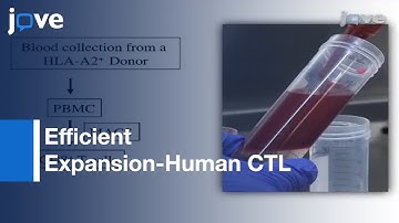 HLA-Ig Based Artificial Antigen Presenting Cells: Efficient Expansion-Human CTL l Protocol Preview