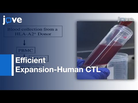 HLA-Ig Based Artificial Antigen Presenting Cells: Efficient Expansion-Human CTL l Protocol Preview