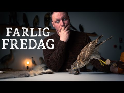 Spurvehøg // Danske rovfugle