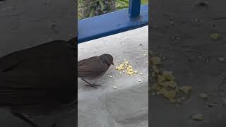 Short Of Robin Eating