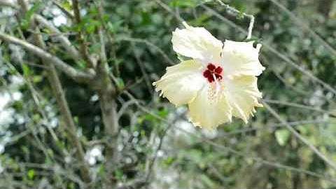 سورة الواقعة الشيخ احمد العبيد تلاوة خاشعة ومؤثرة