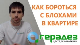 Как избавиться от блох в доме БЫСТРО и НАВСЕГДА (комплексный подход)