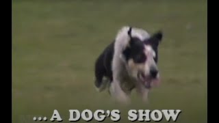 Download Lagu A Dog's Show - 1981 Final - The Dogs Show NZ MP3
