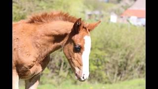 Lot 12 - Filly - Selle Français Originel - Alligator x Le Tot x Laudanum, Ekestrian April 29th