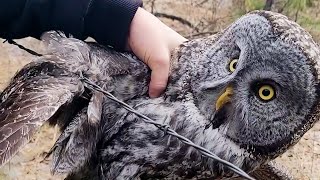 Mother & Daughter Witness Owl Flying Straight Into Barbed Wire Fence – What They Do Next Is Heroic! by Stirred Up 1,517 views 1 year ago 3 minutes, 11 seconds