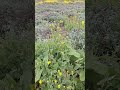 Montana De Oro