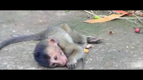 Masha, laying on ground convulsing after falling from high tree #babymonkeys #monkeylifestyle