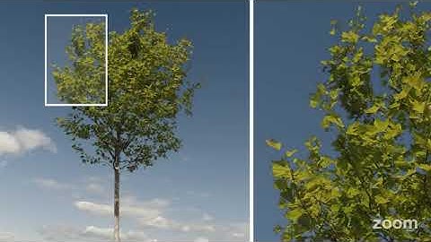 [PREVIEW]  Video footage of real TREE FOREGROUND 15 with ALPHA CHANNEL in full HD and 4K resolution