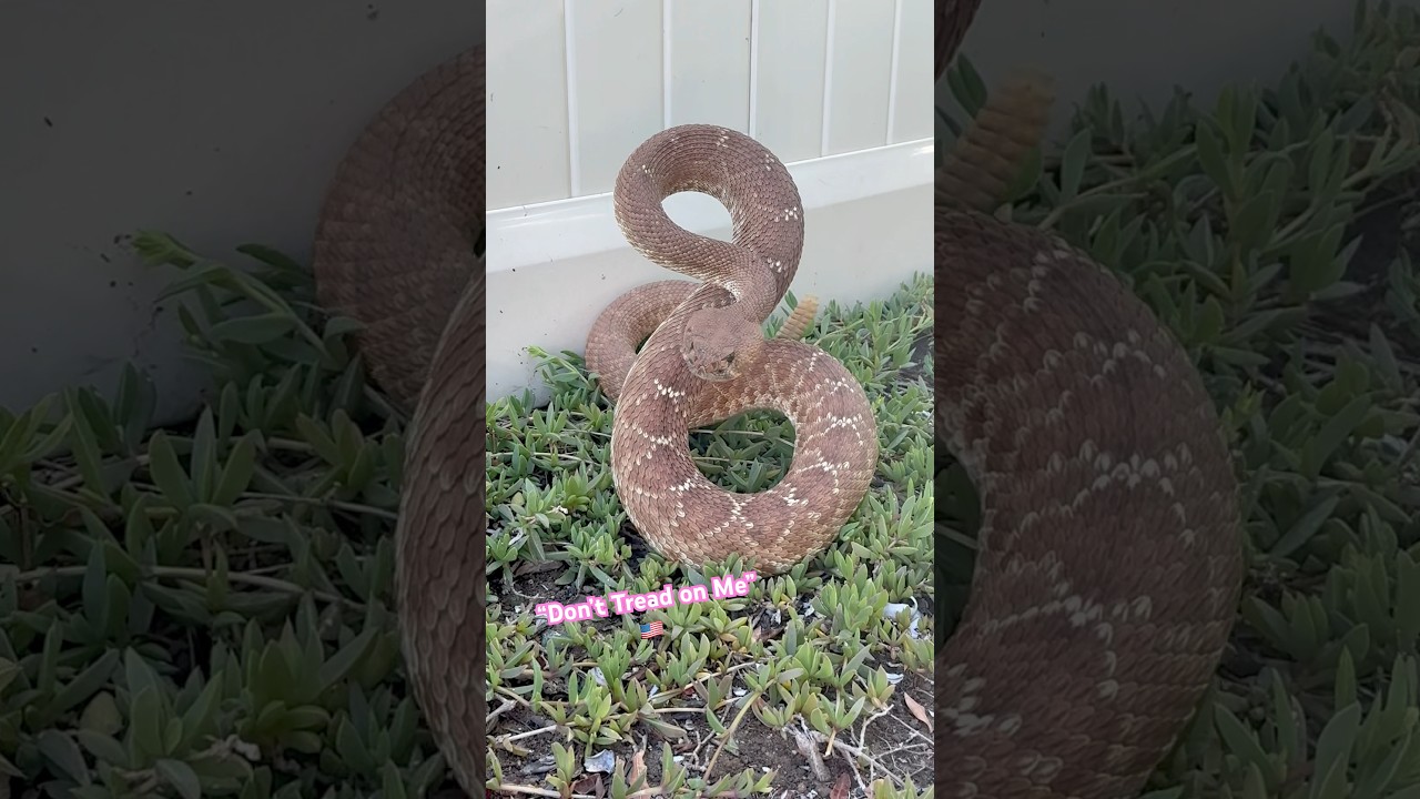 An American Icon 🐍 This pose is amazing #rattlesnake #freedom #american