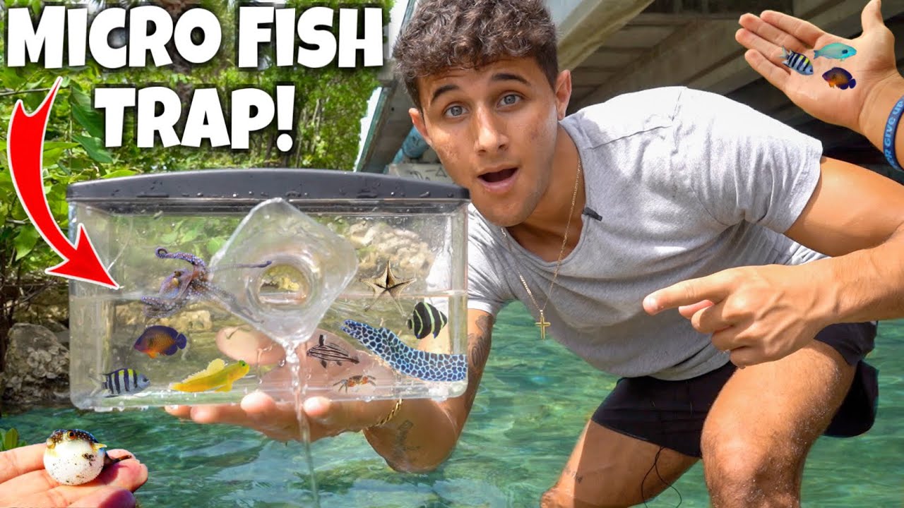 MICRO FISH TRAP Catches MICRO AQUARIUM FISH!! - YouTube