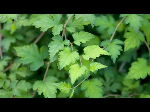 Video: Stefanander innskåret blad: beskrivelse og dyrkingstrekk