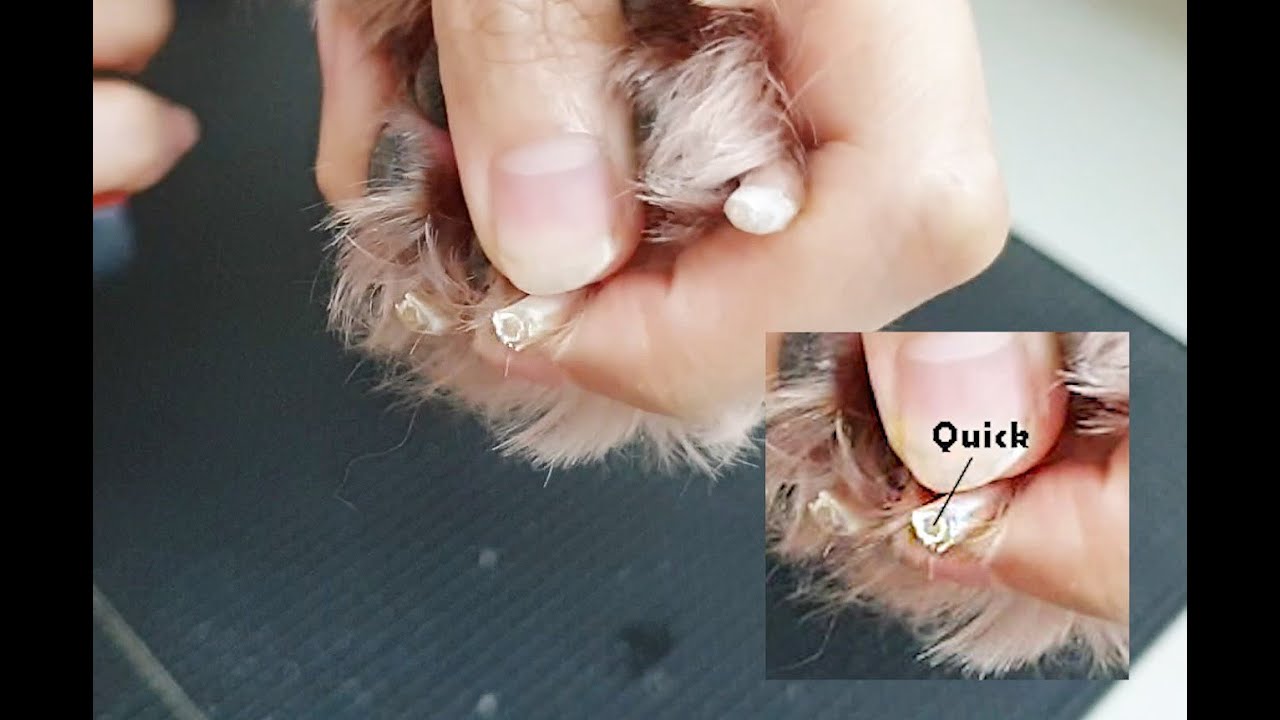 Tutorial video: How to cut your dog's nails - YouTube