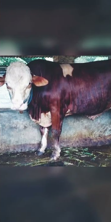 sapi simetal dugul. tanpa tanduk. #short#shorts#simetal super