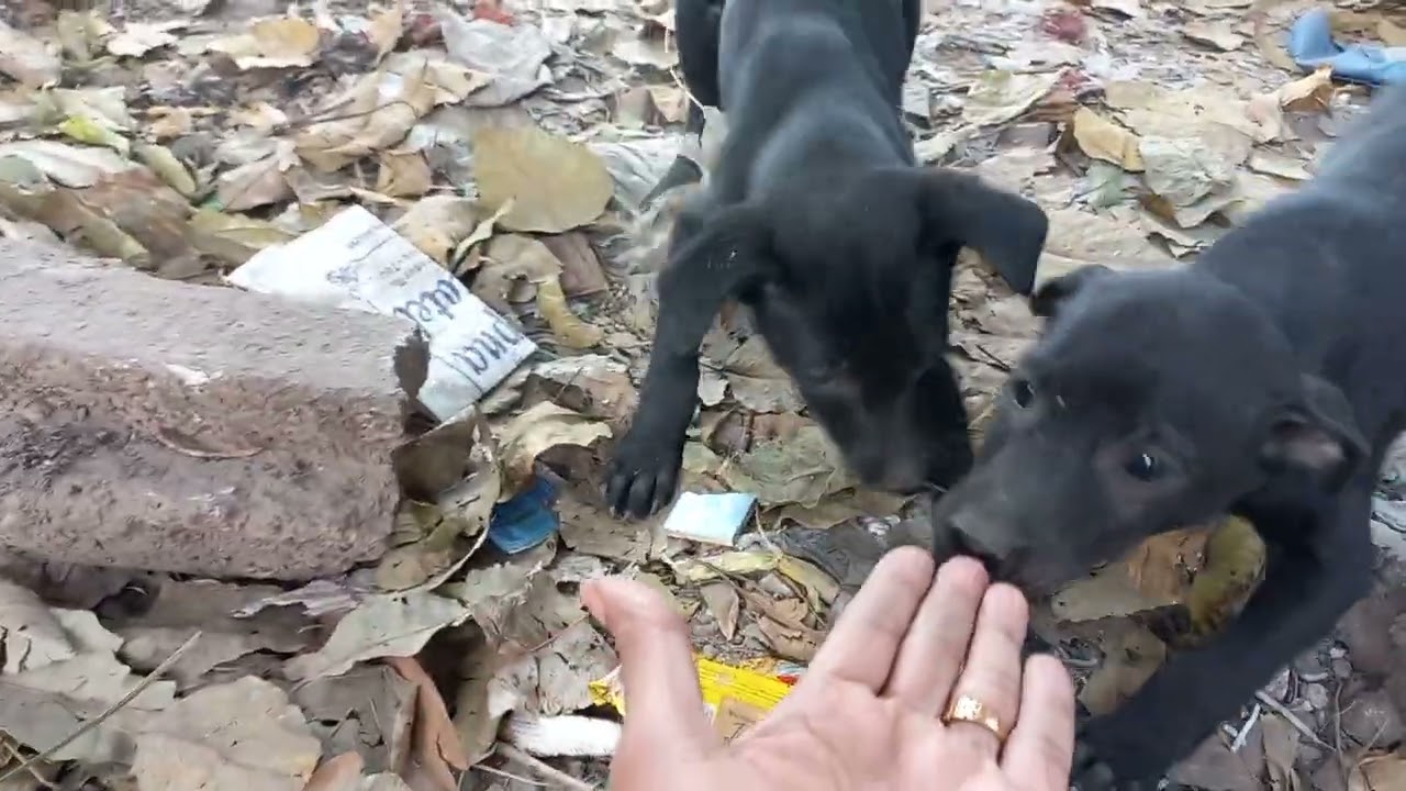 Karina’s Tiny Little Babies