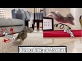 Bunny binky and zoomies compilation