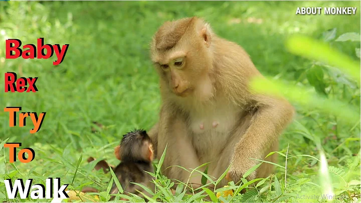 Young Mom Monkey Rose Surprise..!! When See Baby M...