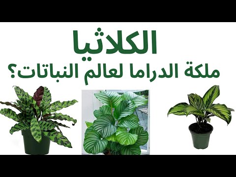 فيديو: العناية بمصابيح Watsonia - كيفية زراعة نبات الحديقة Watsonia