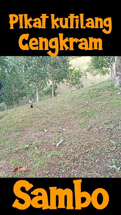 Pikat Kutilang Cengkram