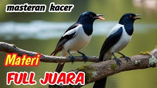 Masteran Burung Kacer Paling Dicari – Isian Full Variasi, Tembakan Ngalir
