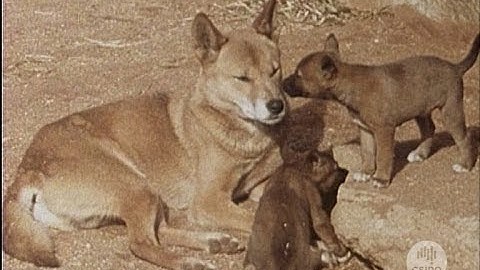 Yellow dog dingo (1978)