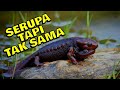 TERLIHAT SAMA TAPI TIDAK SAMA, SALAMANDER DAN KADAL SUDAH TIDAK SATU KERABAT ???