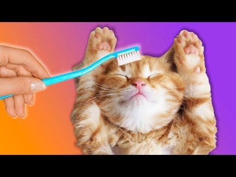 12 HACKS FOR YOUR FLUFFY FRIEND