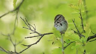 Savannah Sparrow