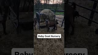 Sounds Of The Baby Goat Nursery As Daylight Is Breaking