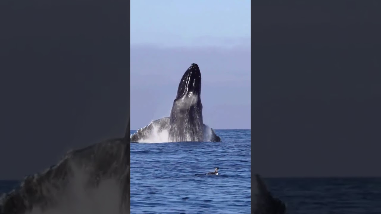 Il salto incredibile della Megattera