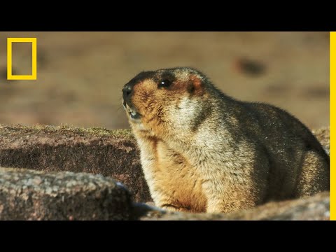 Vidéo: Aperçu d'un monde perdu - Gir National Park