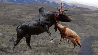 VIDEO Detik-detik Sapi Langsung M4ti Kalah Bertarung Lawan Kambing