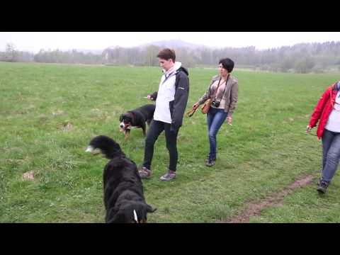 Wideo: Berneński pies pasterski