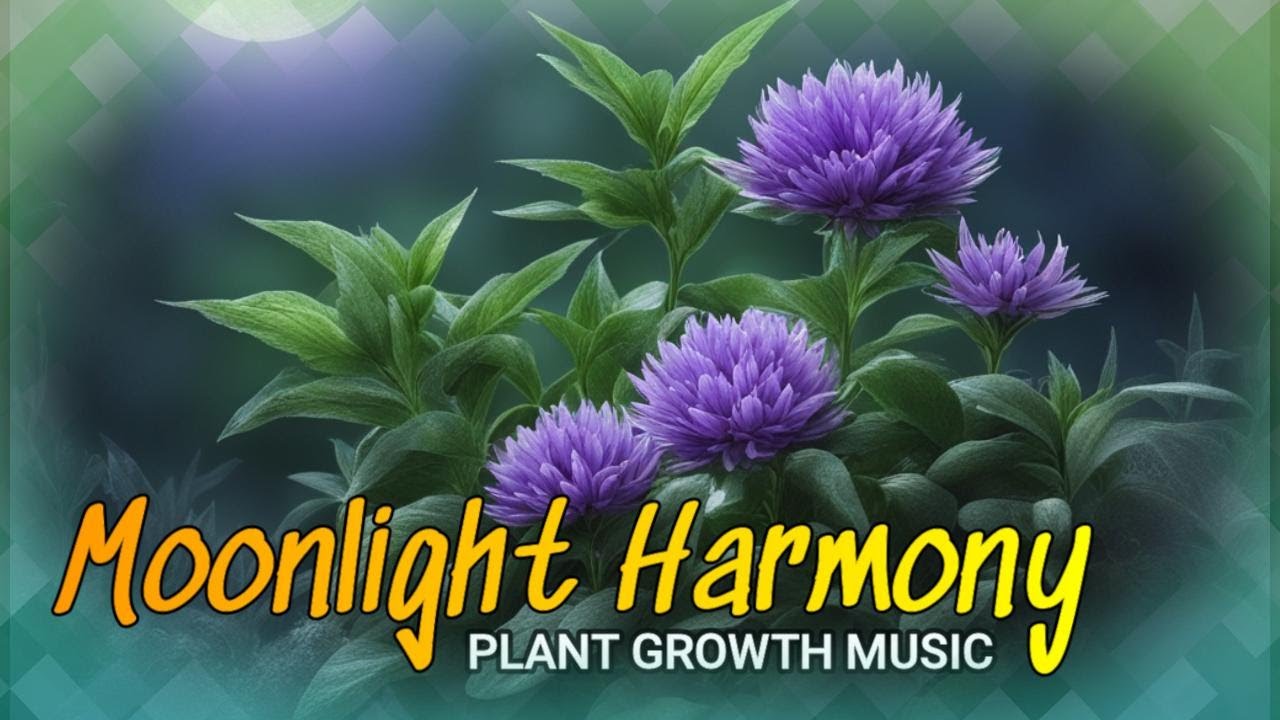 Plant Growth Music! 🌱 Moonlight Harmony 🌙 Music For Plants! ✨