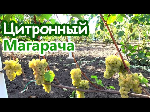 Виноград ЦИТРОННЫЙ МАГАРАЧА