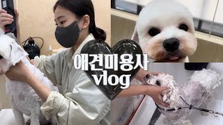 애견미용사 일상 • 말티즈 알머리컷✂️ • 정클리핑 깔끔하게 하는 법🐾 • Grooming vlog