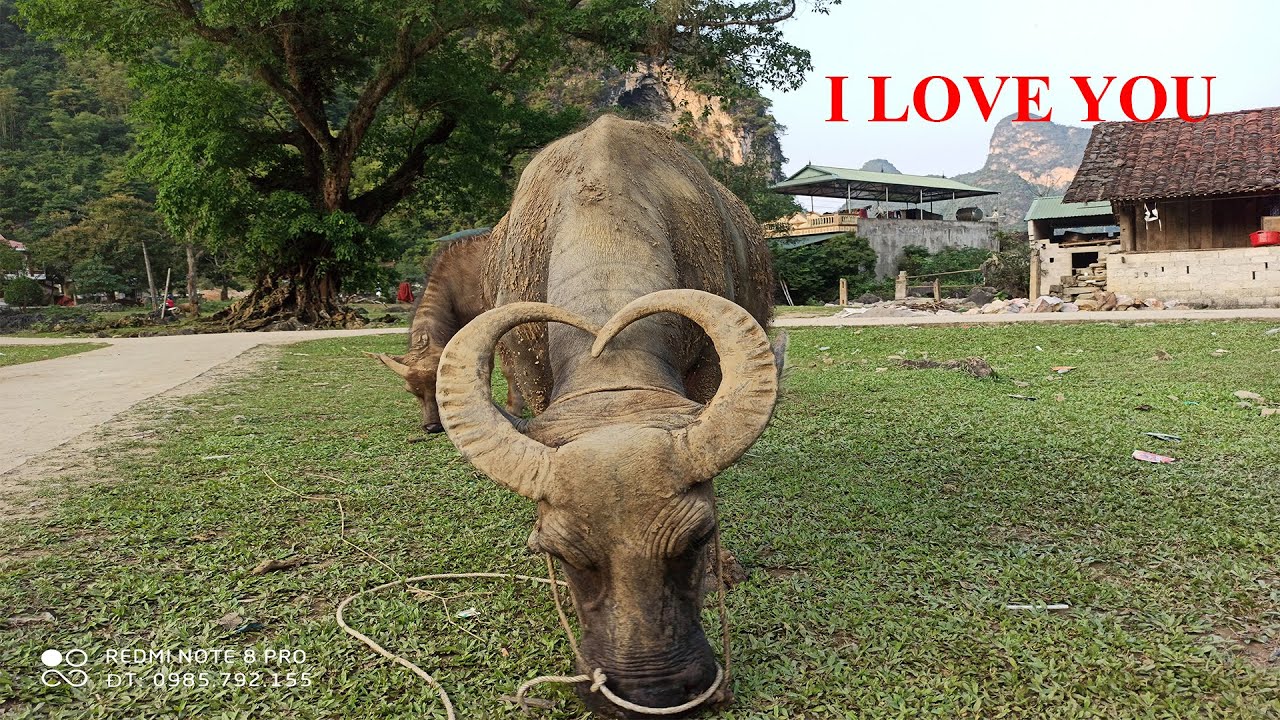 Kỳ Lạ Con Trâu Có Bộ Sừng Hình Trái Tim - Con Trâu Tình Yêu. The horned buffalo is in a heart shape.