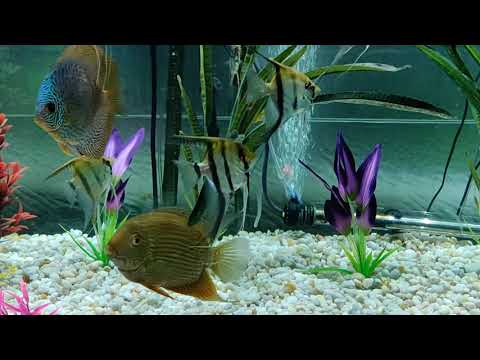 Upstate Tropical Fish - YouTube